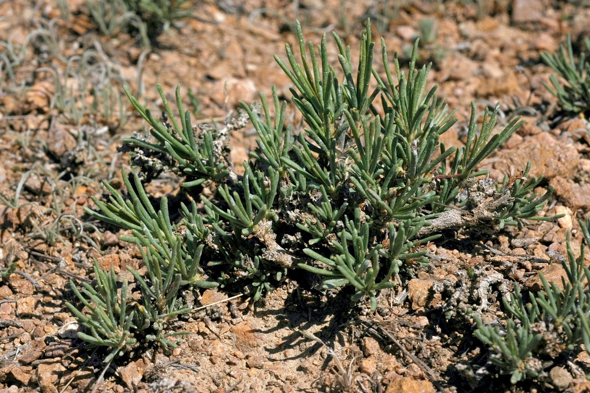 Image of Salsola arbuscula specimen.