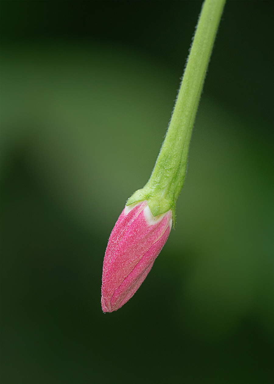 Image of Combretum indicum specimen.