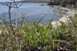 genus Hemerocallis