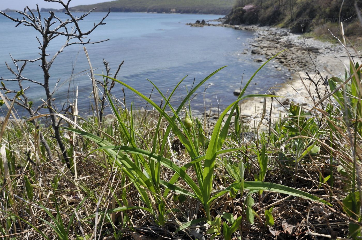 Image of genus Hemerocallis specimen.