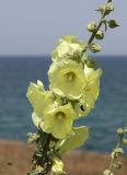 Alcea rugosa. Часть соцветия с самцом Nemka viduata на цветке. Крым, Тарханкутский п-ов, балка Кипчак, степной склон к морю. 24 июня 2024 г.