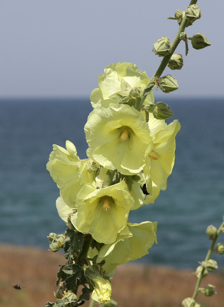 Image of Alcea rugosa specimen.