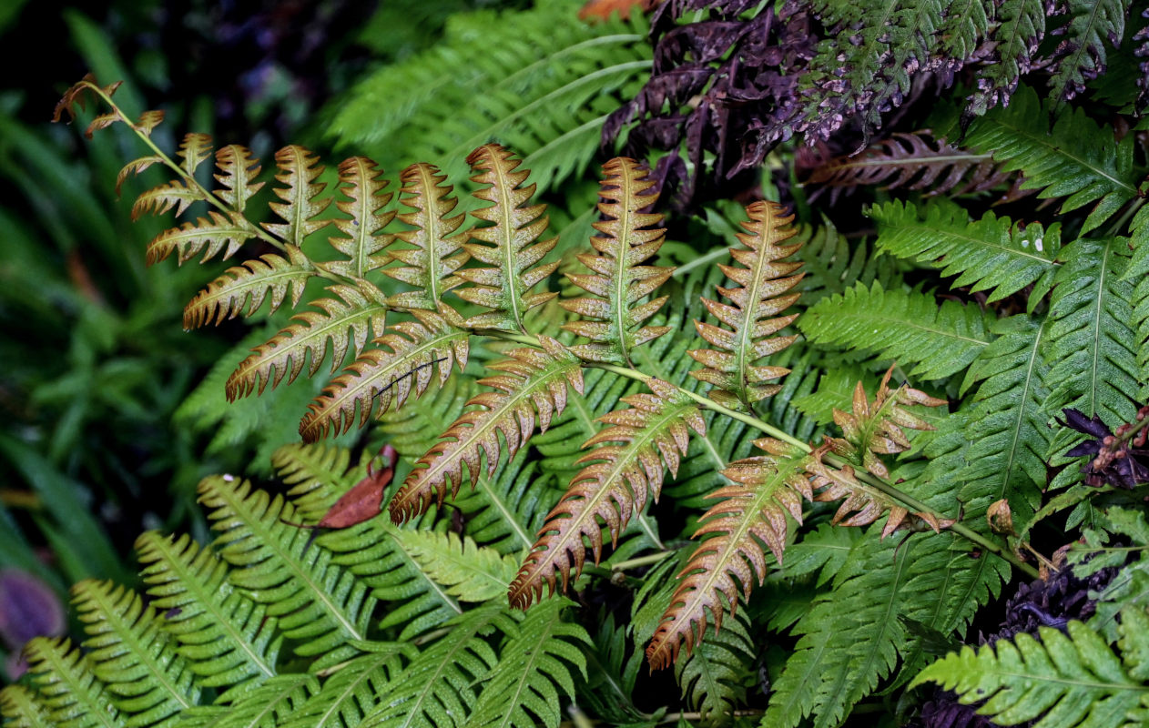 Image of Woodwardia unigemmata specimen.