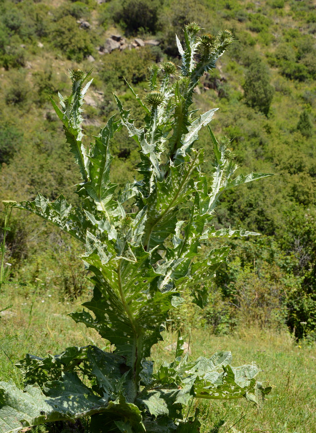 Image of Onopordum acanthium specimen.