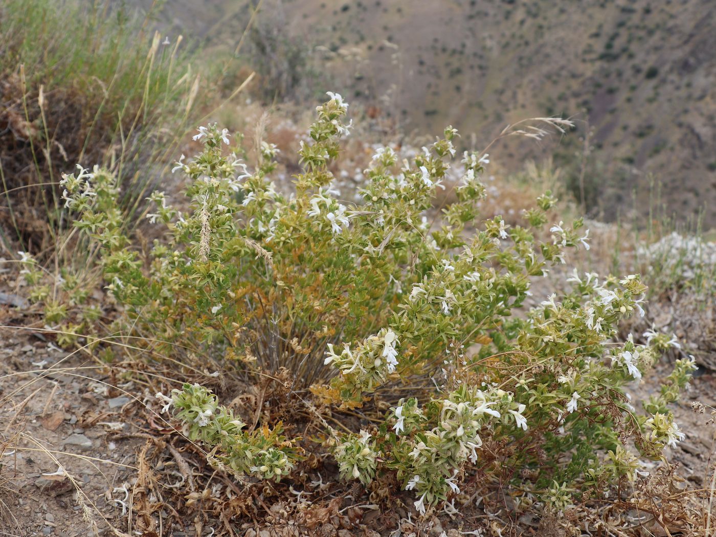 Image of Lagochilus olgae specimen.