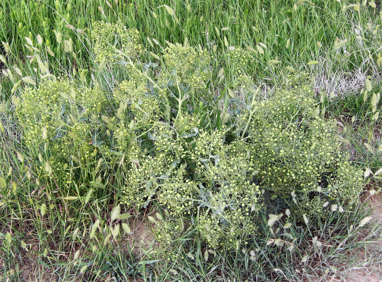 Изображение особи Crambe steveniana.