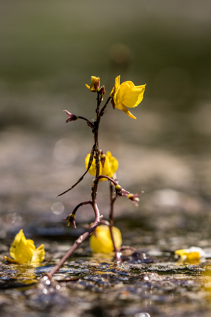 Image of Utricularia vulgaris specimen.