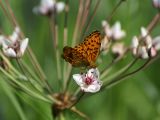 Butomus umbellatus