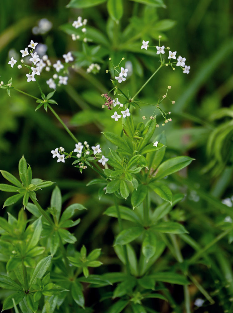 Image of Galium rivale specimen.