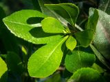 Euonymus japonicus. Молодые листья на верхушке побега. Крым, Южный Берег, подножие горы Аю-Даг, окр. ПГТ Партенит, парк. 24.05.2024.