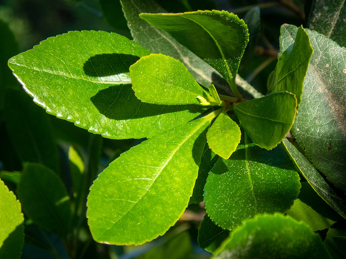 Изображение особи Euonymus japonicus.