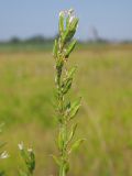 Astragalus sulcatus. Соплодие. Ульяновская обл., Мелекесский р-н, окр. с. Куликовка, луг с участками засоления. 08.07.2023.