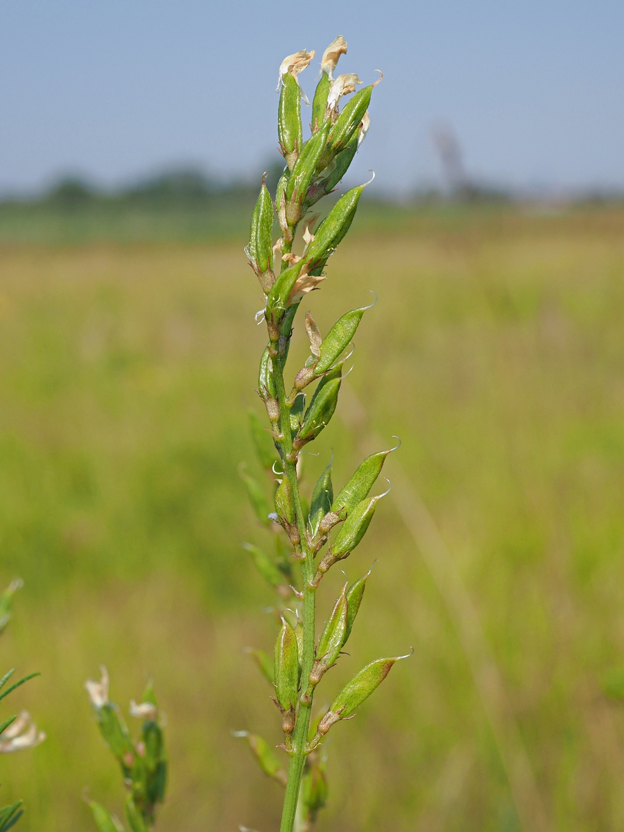 Image of Astragalus sulcatus specimen.