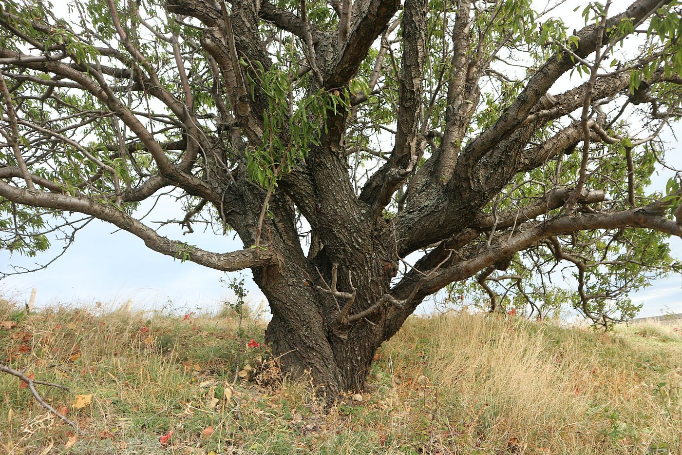 Изображение особи Amygdalus communis.