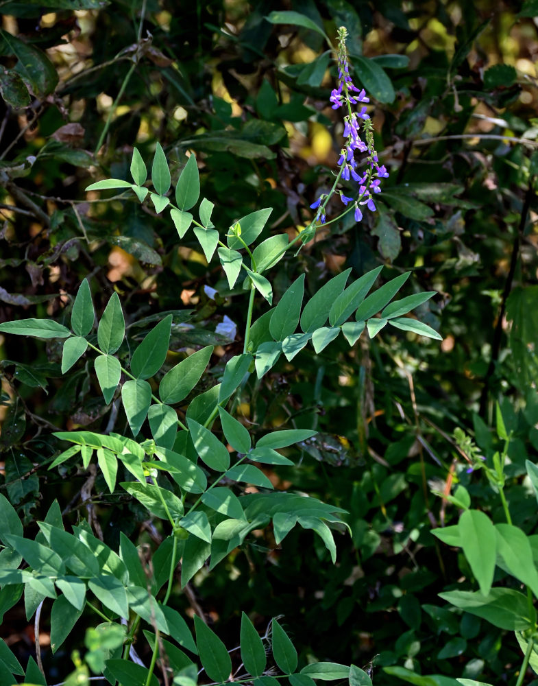 Image of Galega orientalis specimen.