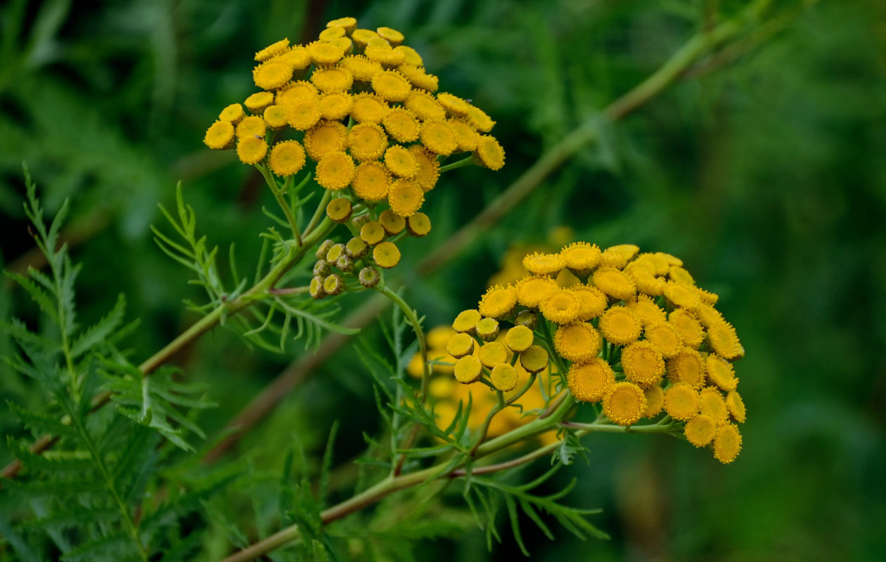 Image of Tanacetum vulgare specimen.