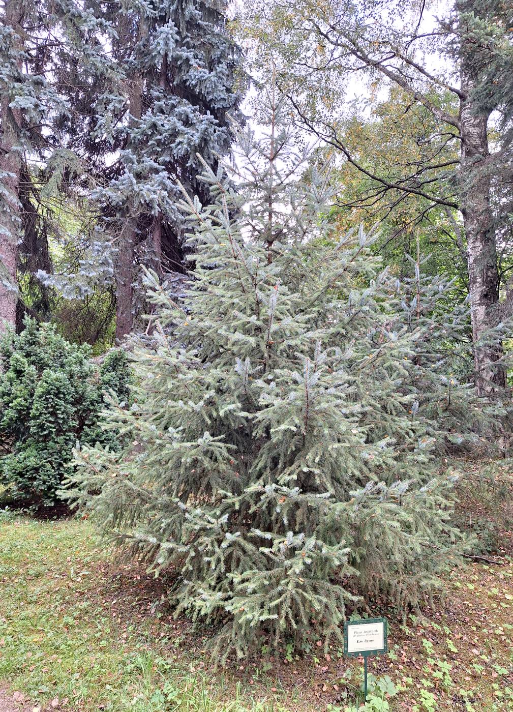 Изображение особи Picea &times; lutzii.