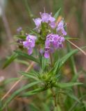 Thymus roegneri