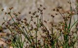 Juncus articulatus. Верхушки побегов с соплодиями. Московская обл., Щёлковский р-н, окр. Монино, Леданово озеро, песчаный пляж, у воды. 15.09.2024.