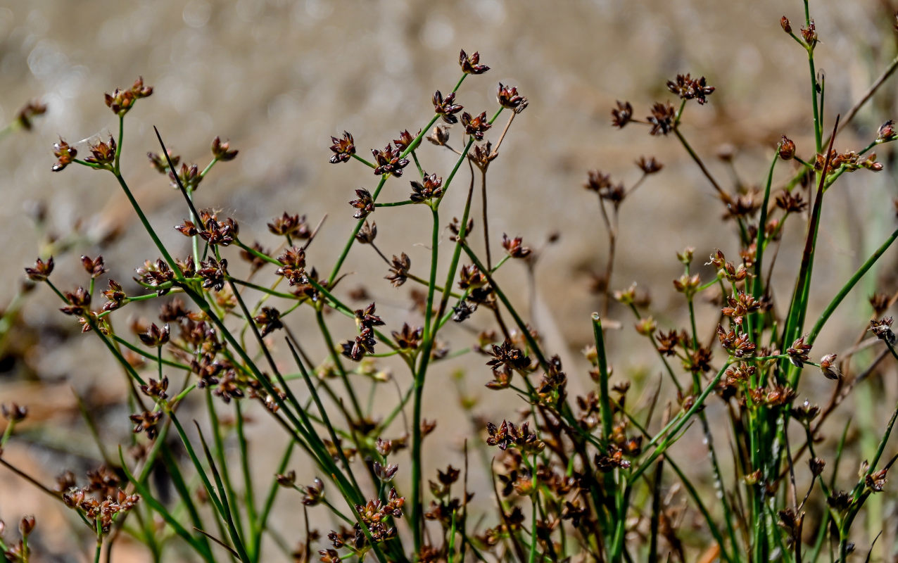 Изображение особи Juncus articulatus.