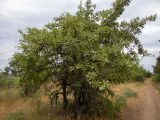 Pyrus elaeagrifolia. Плодоносящее дерево с несколькими стволами. Крым, Южный Берег, окр. пос. Лесной, смешанное редколесье возле грунтовой дороги. 26.05.2024.