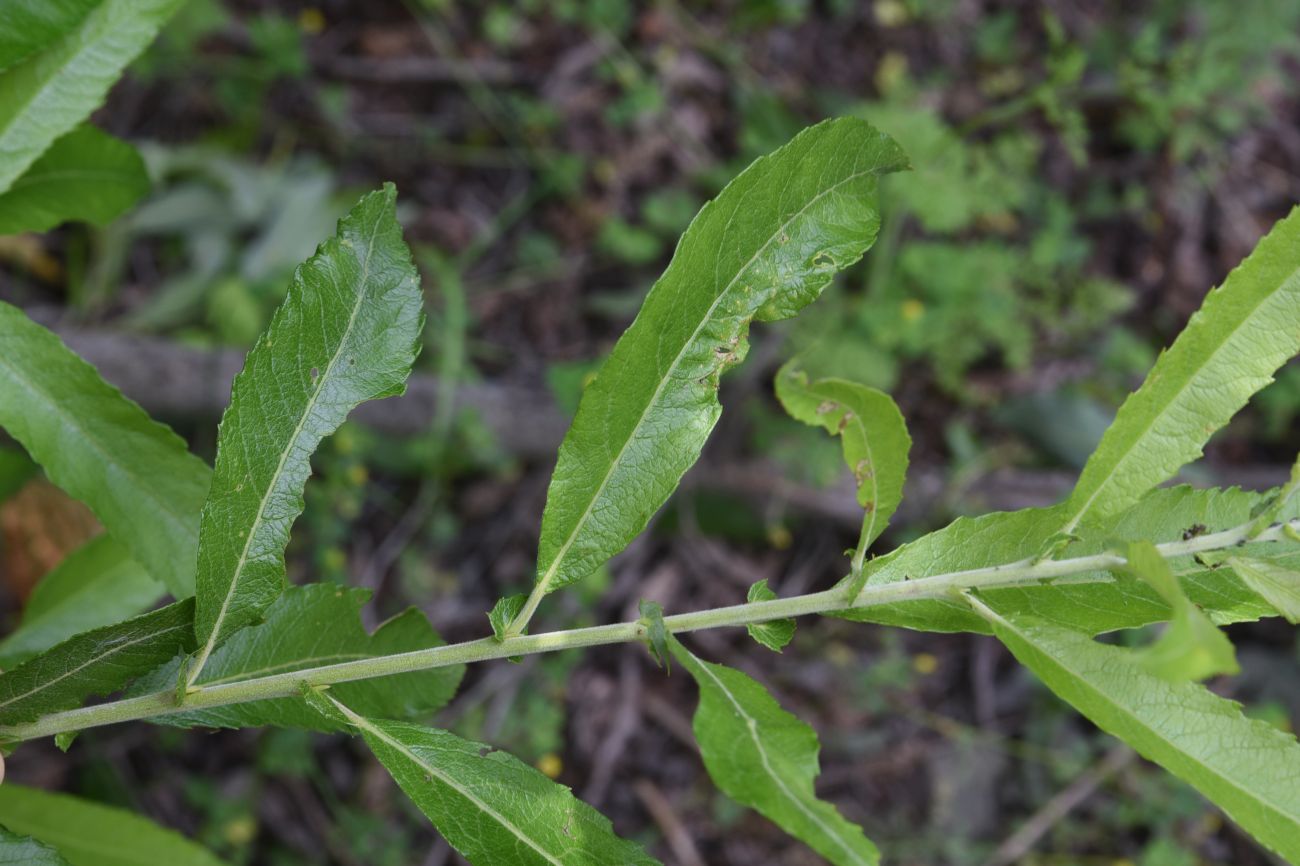 Image of genus Salix specimen.