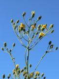 Hieracium umbellatum