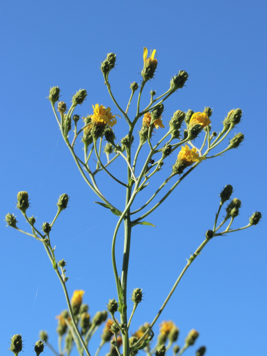 Image of Hieracium umbellatum specimen.