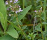 genus Thymus. Верхушки побегов с соцветиями. Чечня, Шаройский р-н, с. Хакмадой, выс. ок. 1650 м н.у.м., луг в 200 м от минерального источника. 2 июля 2024 г.