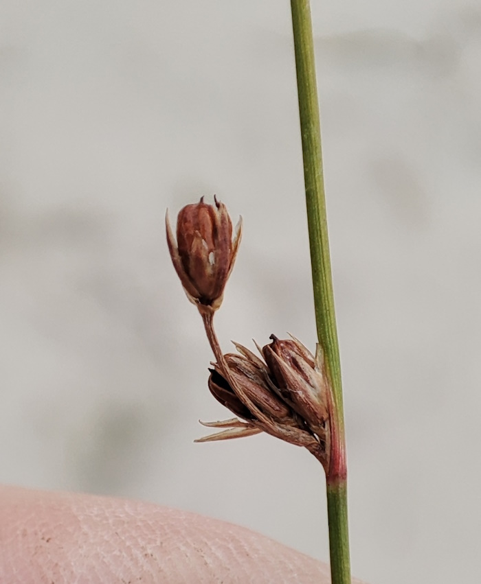 Image of Juncus brachyspathus specimen.