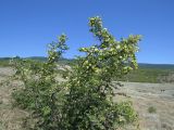 View full-size image Paliurus spina-christi