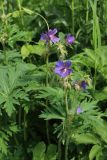 View full-size image Geranium pratense