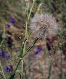 Смотреть изображение род Tragopogon