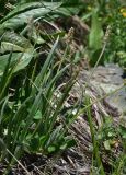 View full-size image Plantago atrata