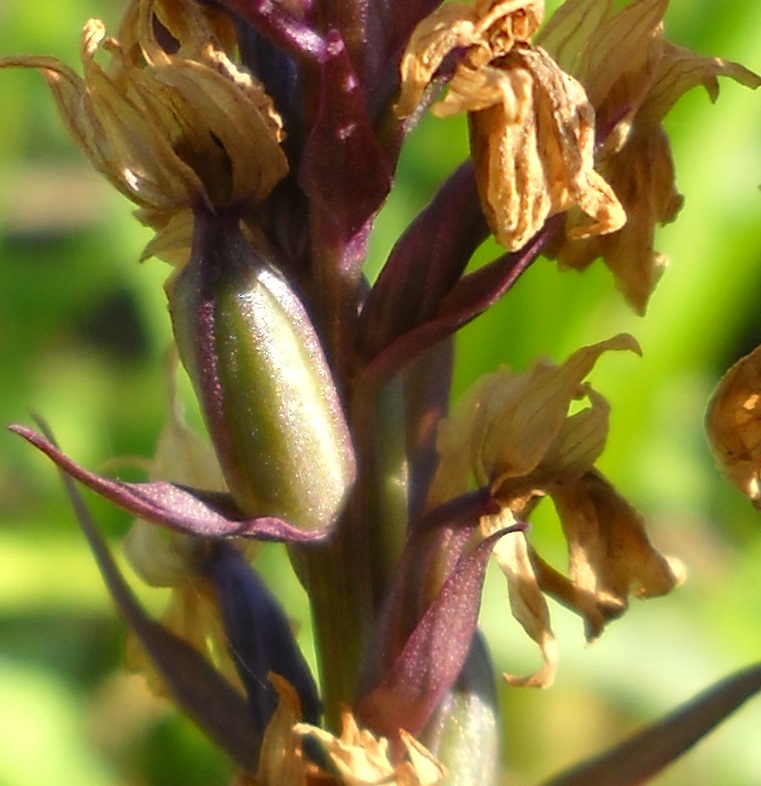 Image of Dactylorhiza fuchsii specimen.