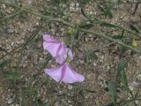 View full-size image Convolvulus cantabrica