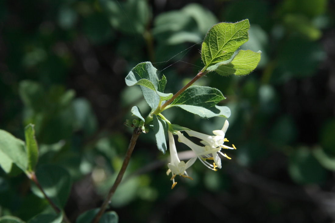 Image of Lonicera tianschanica specimen.