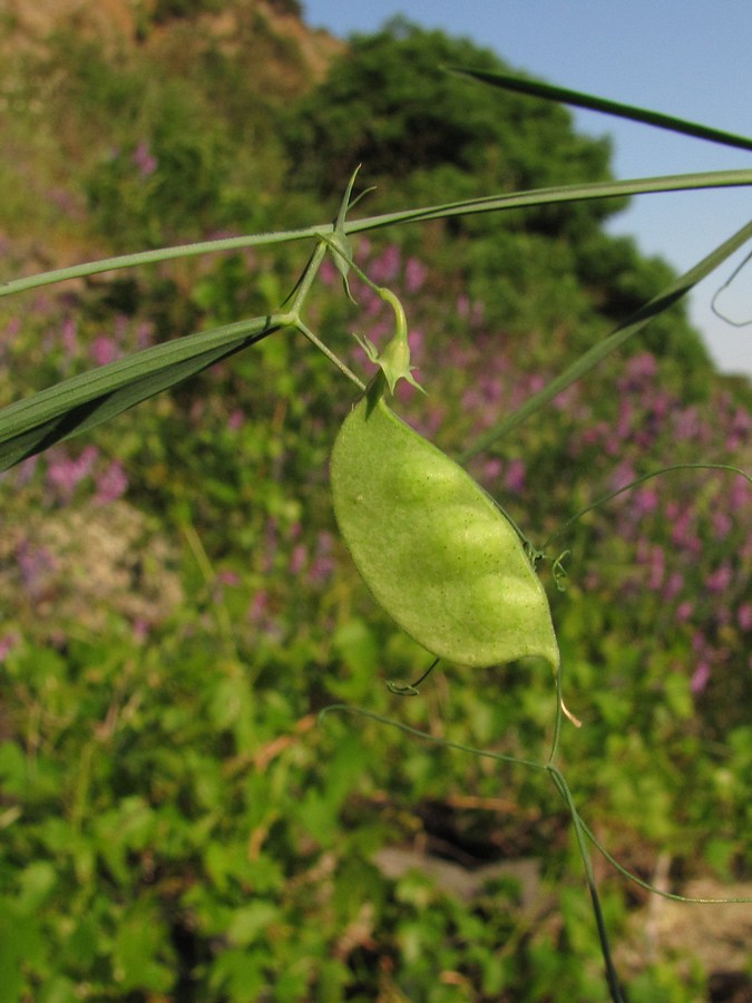 Image of Lathyrus setifolius specimen.