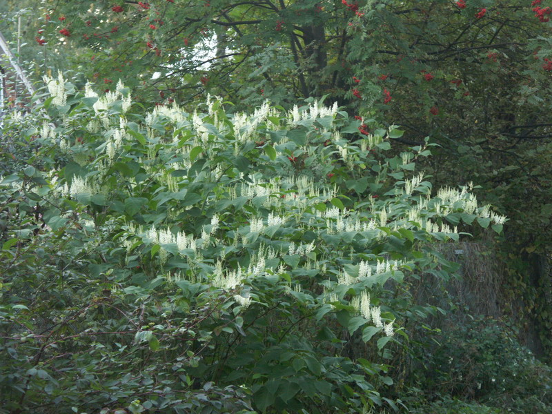 Image of Reynoutria japonica specimen.