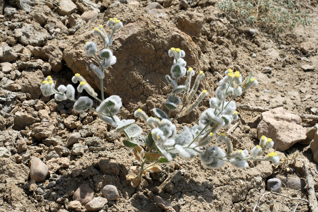 Image of Heliotropium bucharicum specimen.