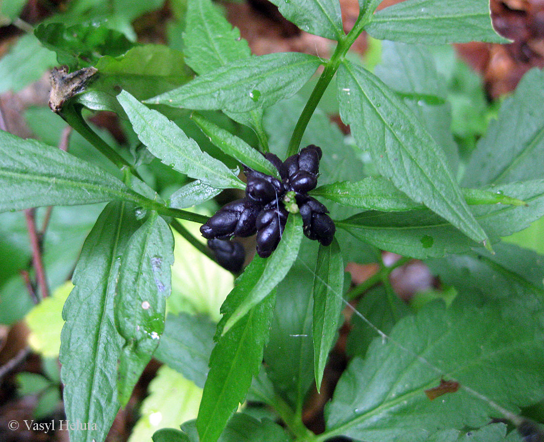 Image of Cardamine bulbifera specimen.