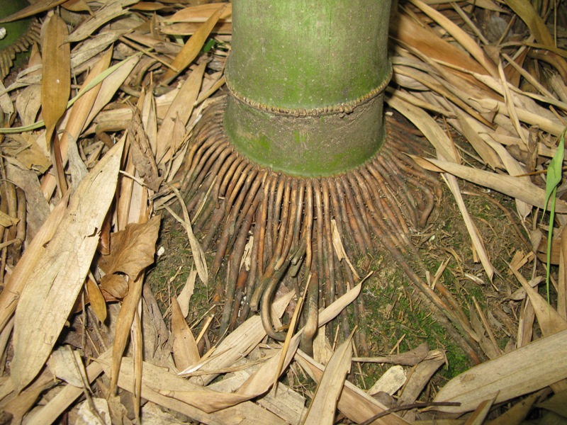 Image of Phyllostachys pubescens specimen.