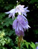 Campanula rapunculoides. Верхушка соцветия. Ростовская обл., г. Азов, в саду. 03.07.2011.