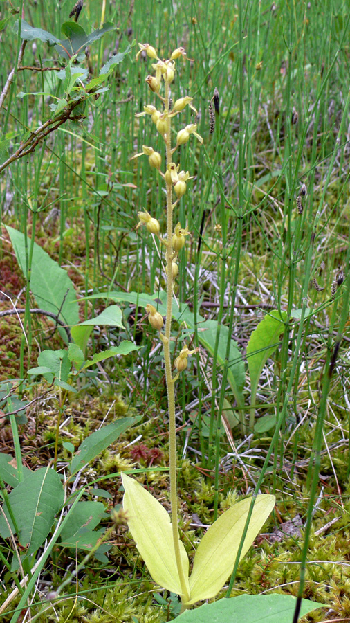 Image of Listera ovata specimen.