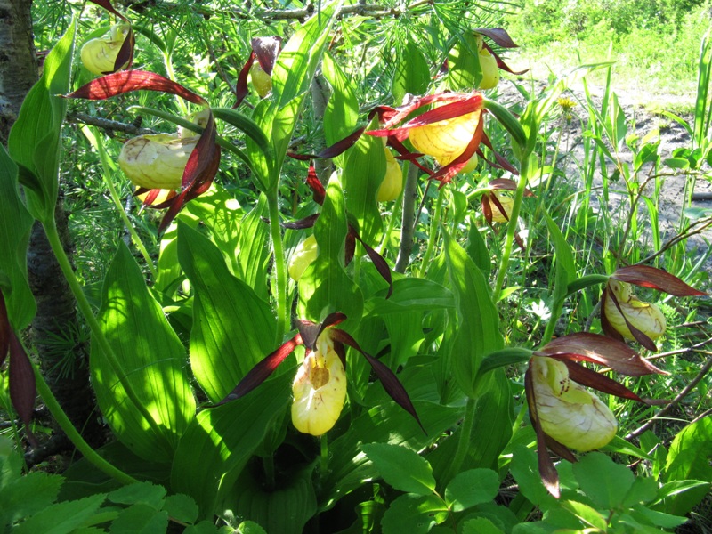 Image of Cypripedium calceolus specimen.