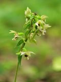 Epipactis helleborine. Обломанная верхушка цветущего растения. Украина, Донецкая обл., Славянский р-н, окр. г. Святогорск, \"Горы Артема\". 11.07.2011.