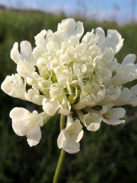 Image of Scabiosa ochroleuca specimen.