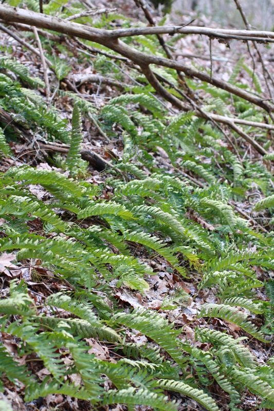 Изображение особи Polypodium vulgare.