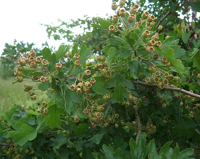 Image of Crataegus monogyna specimen.