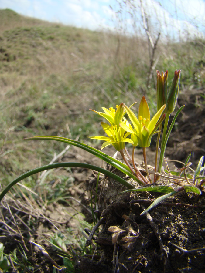 Image of Gagea tesquicola specimen.